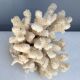Corail blanc