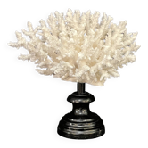 Corail blanc naturel sur socle en bois tourné napoléon iii xixe cabinet de curiosités