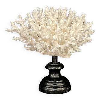 Natural white coral on turned wooden base napoleon iii 19th century cabinet of curiosities