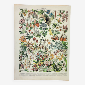 Gravure ancienne 1898, Fleurs et plantes 2 (vivaces), botanique • Lithographie, Planche originale, p