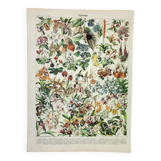 Gravure ancienne 1898, Fleurs et plantes 2 (vivaces), botanique • Lithographie, Planche originale, p
