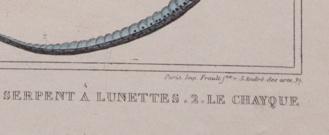 Lithography engraving vintage snakes - 1850