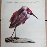 9 bird illustrations