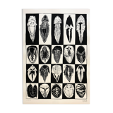 Print, insects, Bault