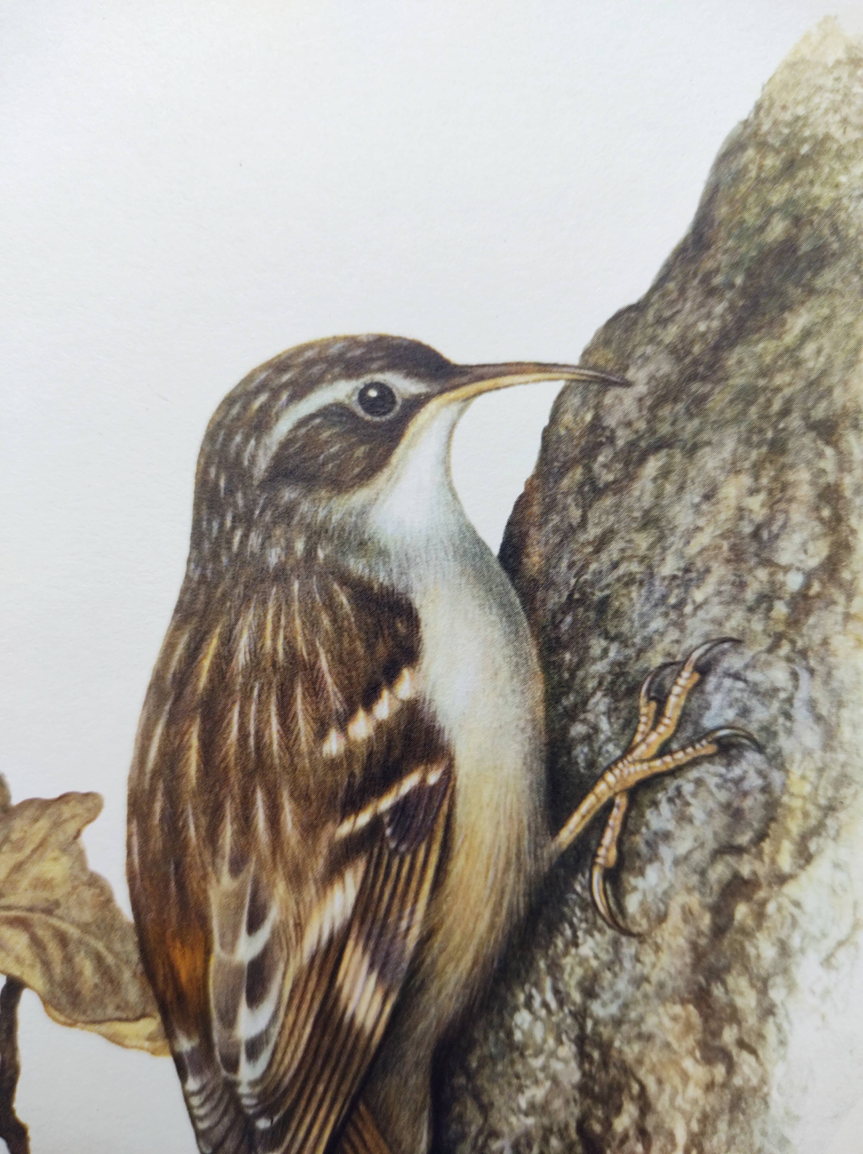 Old bird board 1960s - Garden Creeper - Ornithological illustration