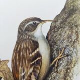 Old bird board 1960s - Garden Creeper - Ornithological illustration