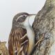 Old bird board 1960s - Garden Creeper - Ornithological illustration
