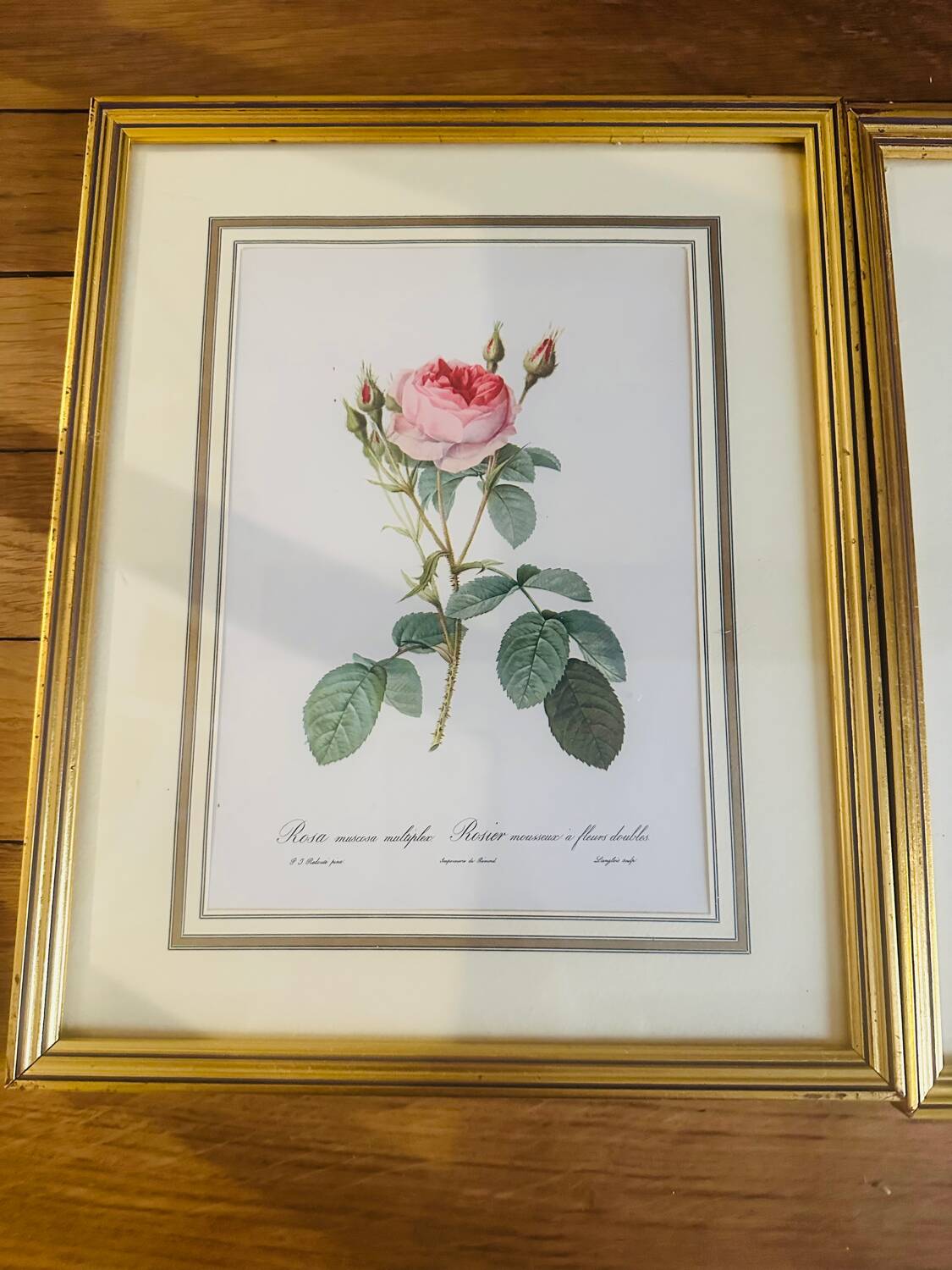 Lot de 7 lithographies botaniques roses 1950