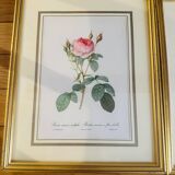 Lot of 7 pink botanical lithographs 1950