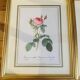 Lot de 7 lithographies botaniques roses 1950
