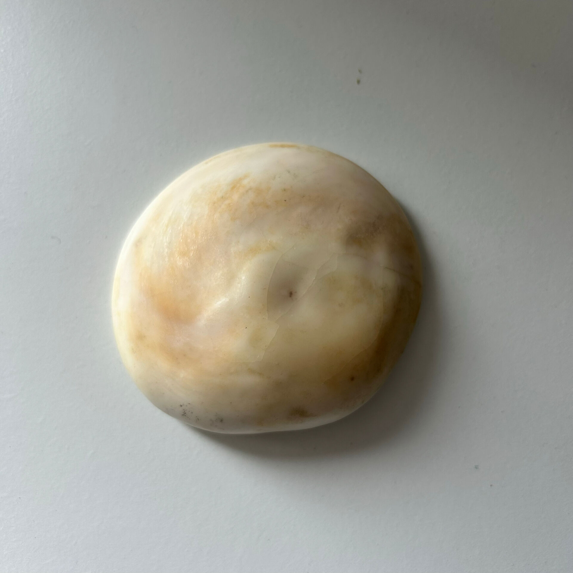 Fossilised shell