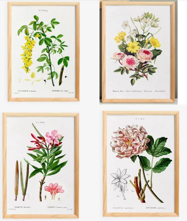 Set of 4 reserved botanical posters.
