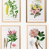 Set of 4 reserved botanical posters.