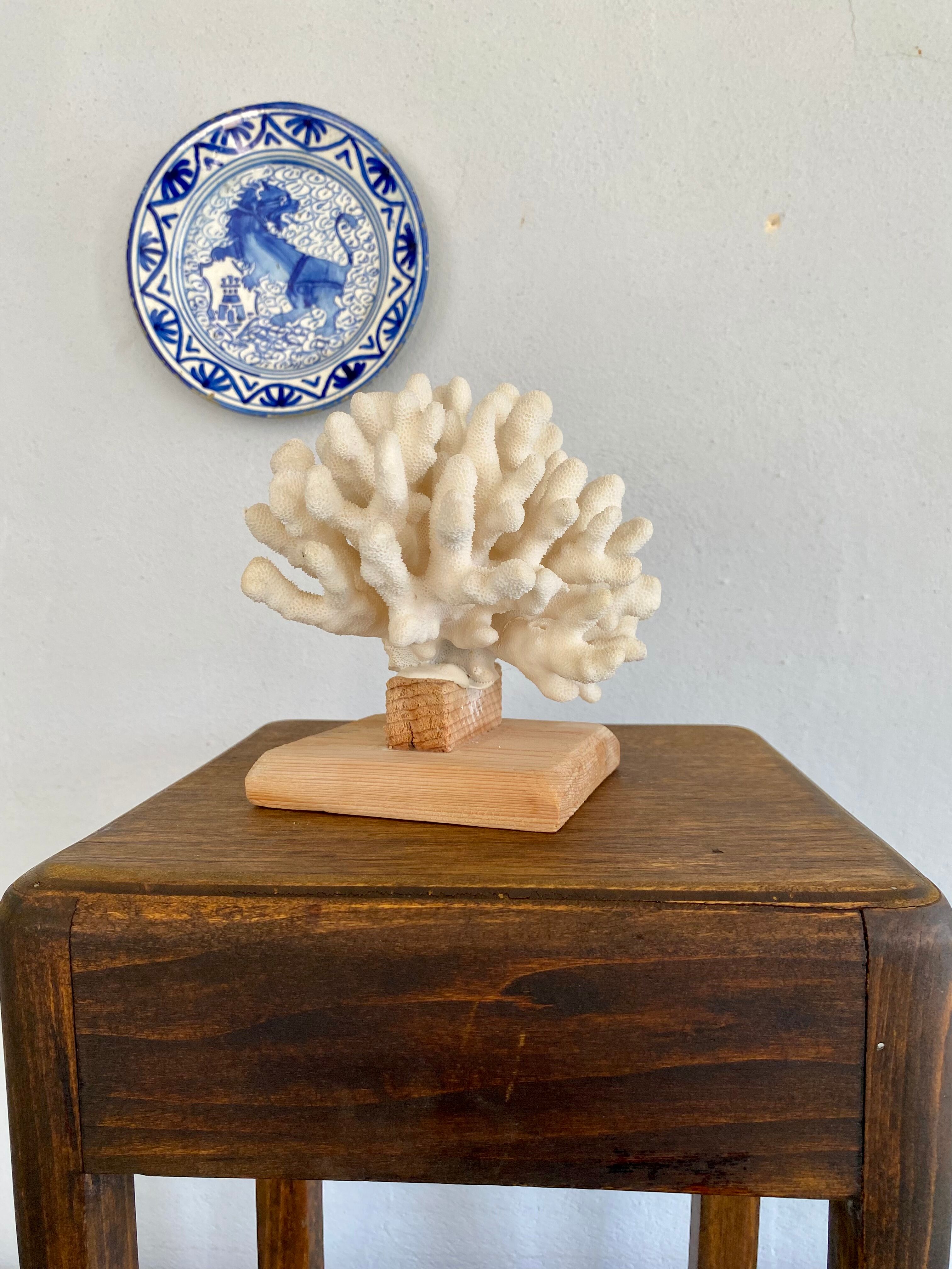 Coral on raw wood base