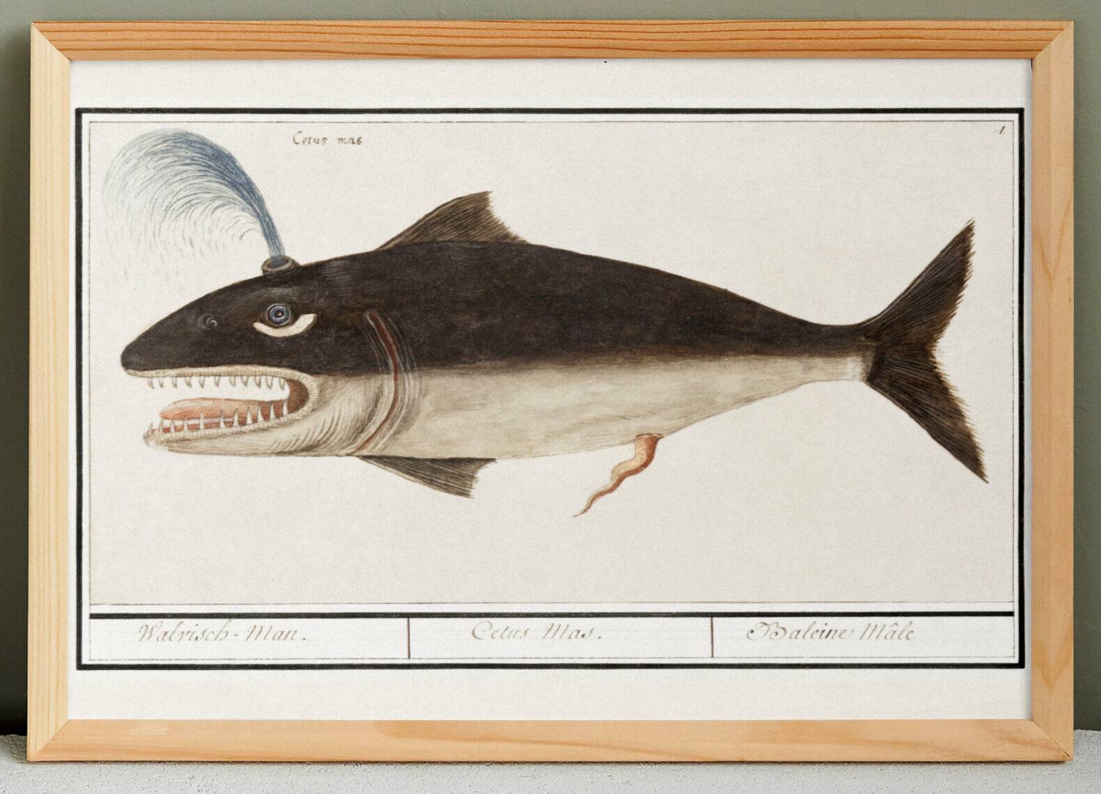 Small poster on the “male sperm whale”, after an old engraving