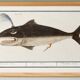 Small poster on the “male sperm whale”, after an old engraving