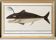 Small poster on the “male sperm whale”, after an old engraving