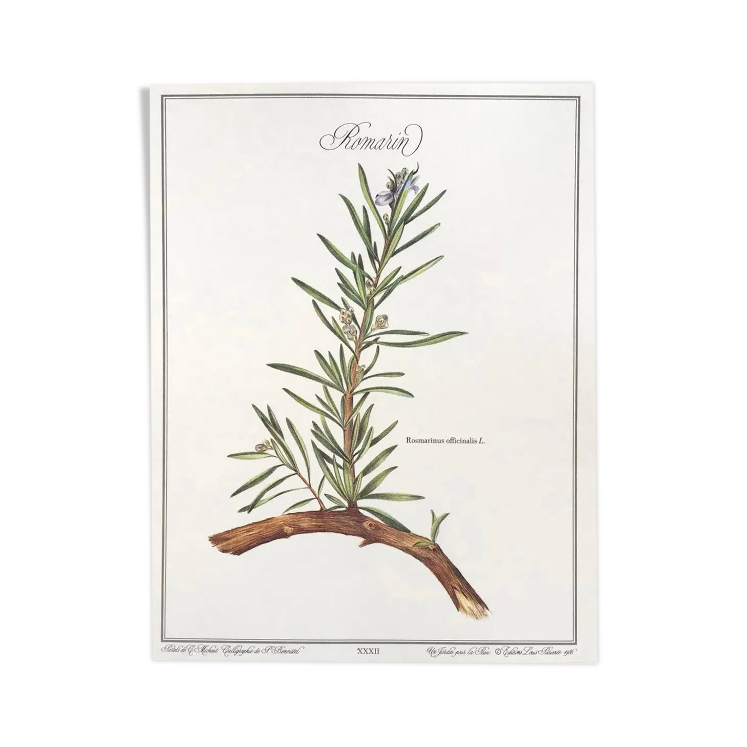 Botanical plate rosemary