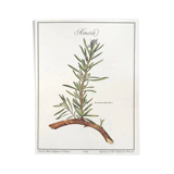 Botanical plate rosemary