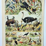 Engraving • Birds 2, species, raptors • Original and vintage poster from 1898
