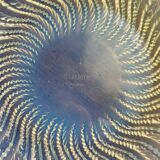 Opalescent glass bowl “Actinia” by René Lalique