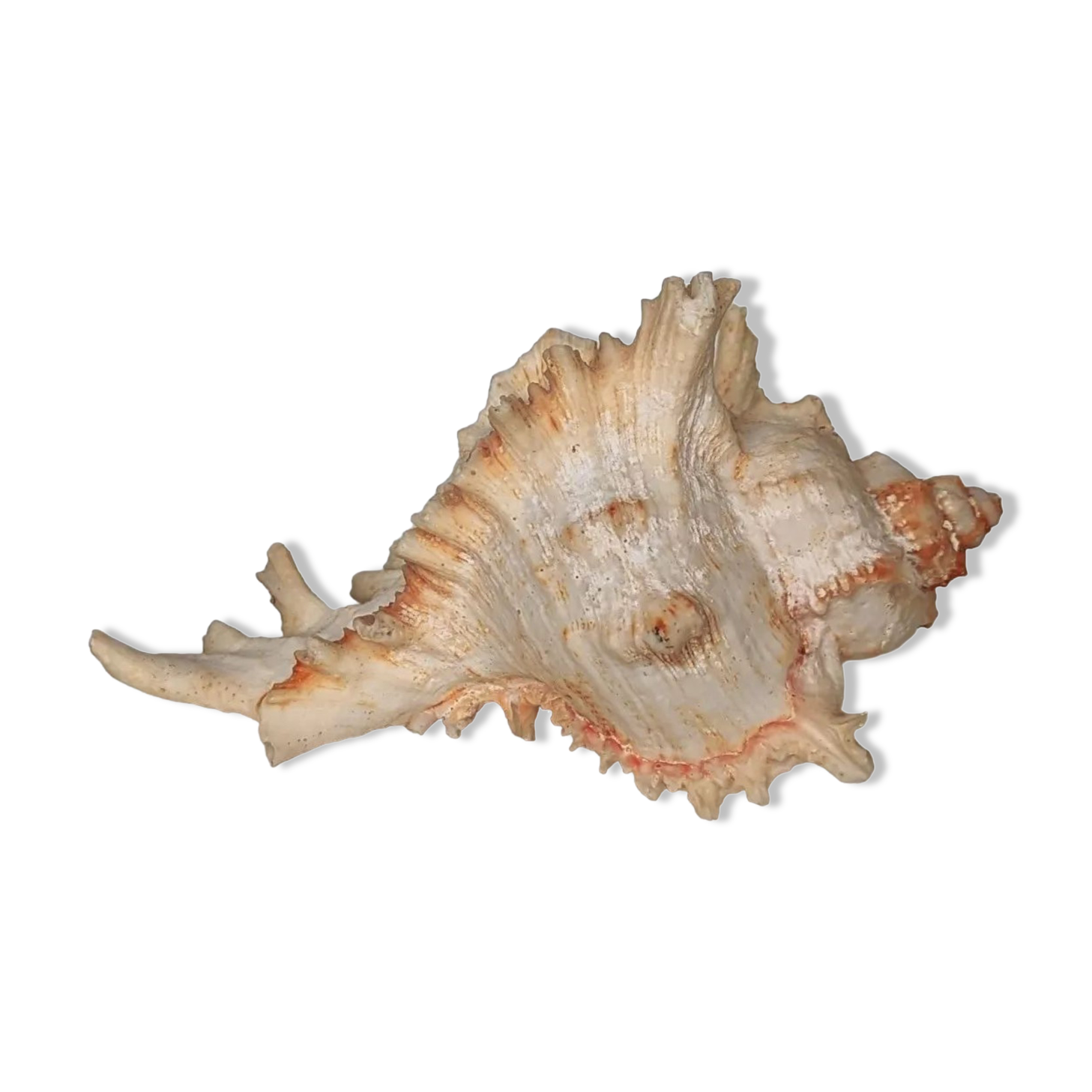 Shell Murex ramosus