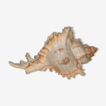 ​Coquillage Murex ramosus