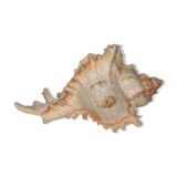 Shell Murex ramosus
