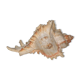 Shell Murex ramosus