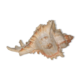 Shell Murex ramosus