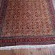 Handmade Shirvan Caucasian Rug 283x200ccm