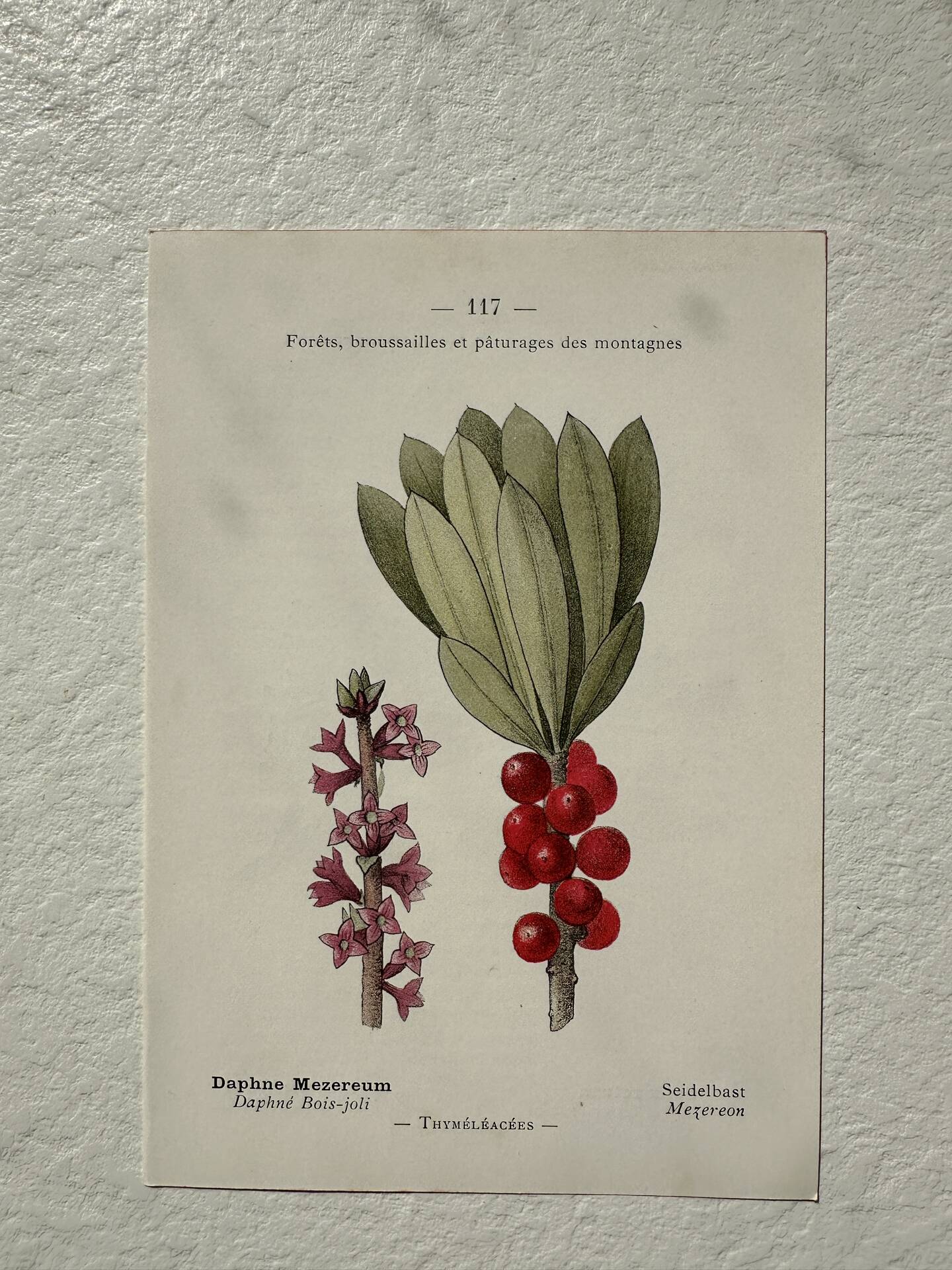 Botanical Plate 1800 Old Naturalist Engraving 19th Century Double-Sided