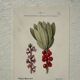 Botanical Plate 1800 Old Naturalist Engraving 19th Century Double-Sided