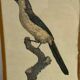 Lithographies oiseaux d’après J.Barraband
