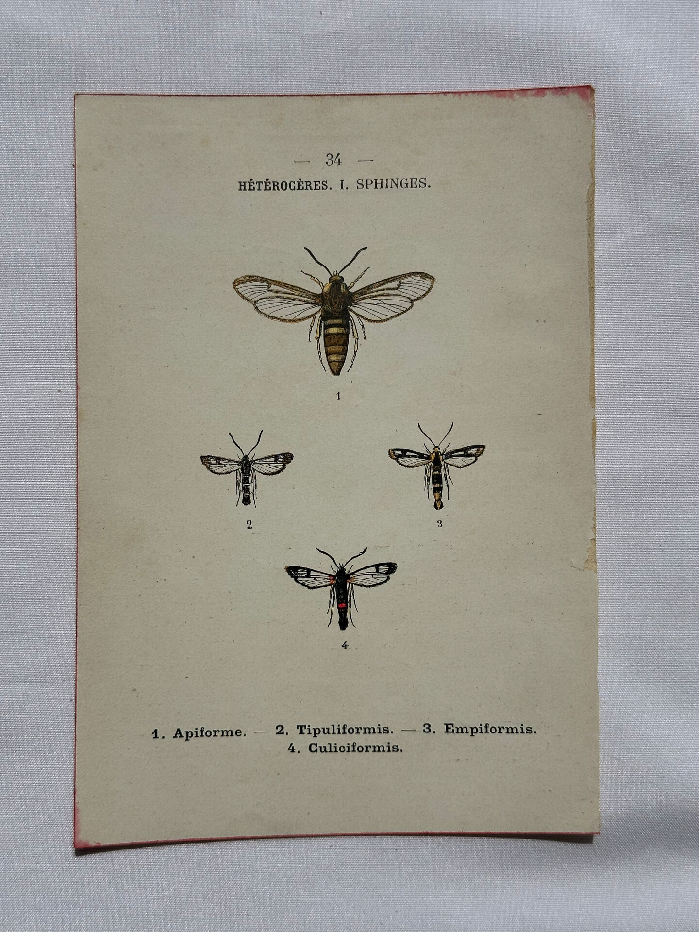 Botanical engraving double-sided butterflies naturalist plate etching