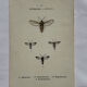 Botanical engraving double-sided butterflies naturalist plate etching