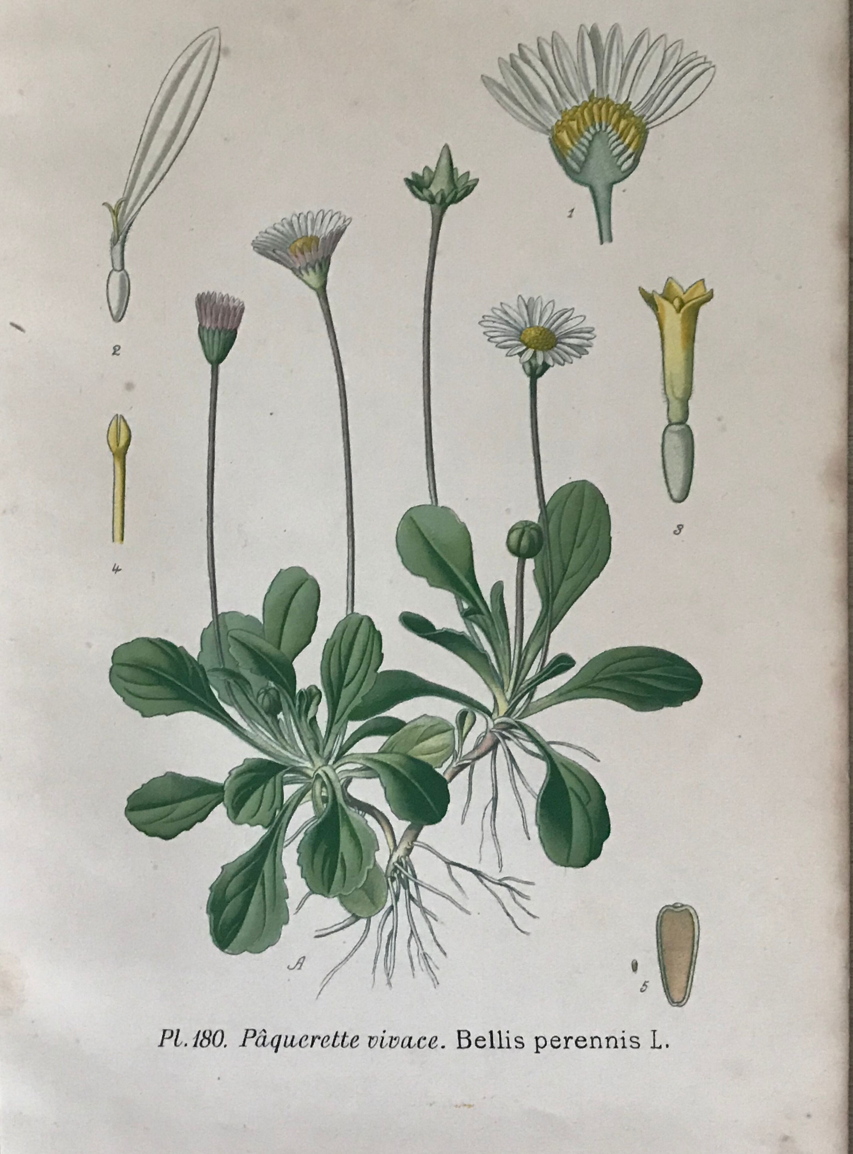 Botanical flowering boards of 19th century fields