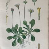 Botanical flowering boards of 19th century fields