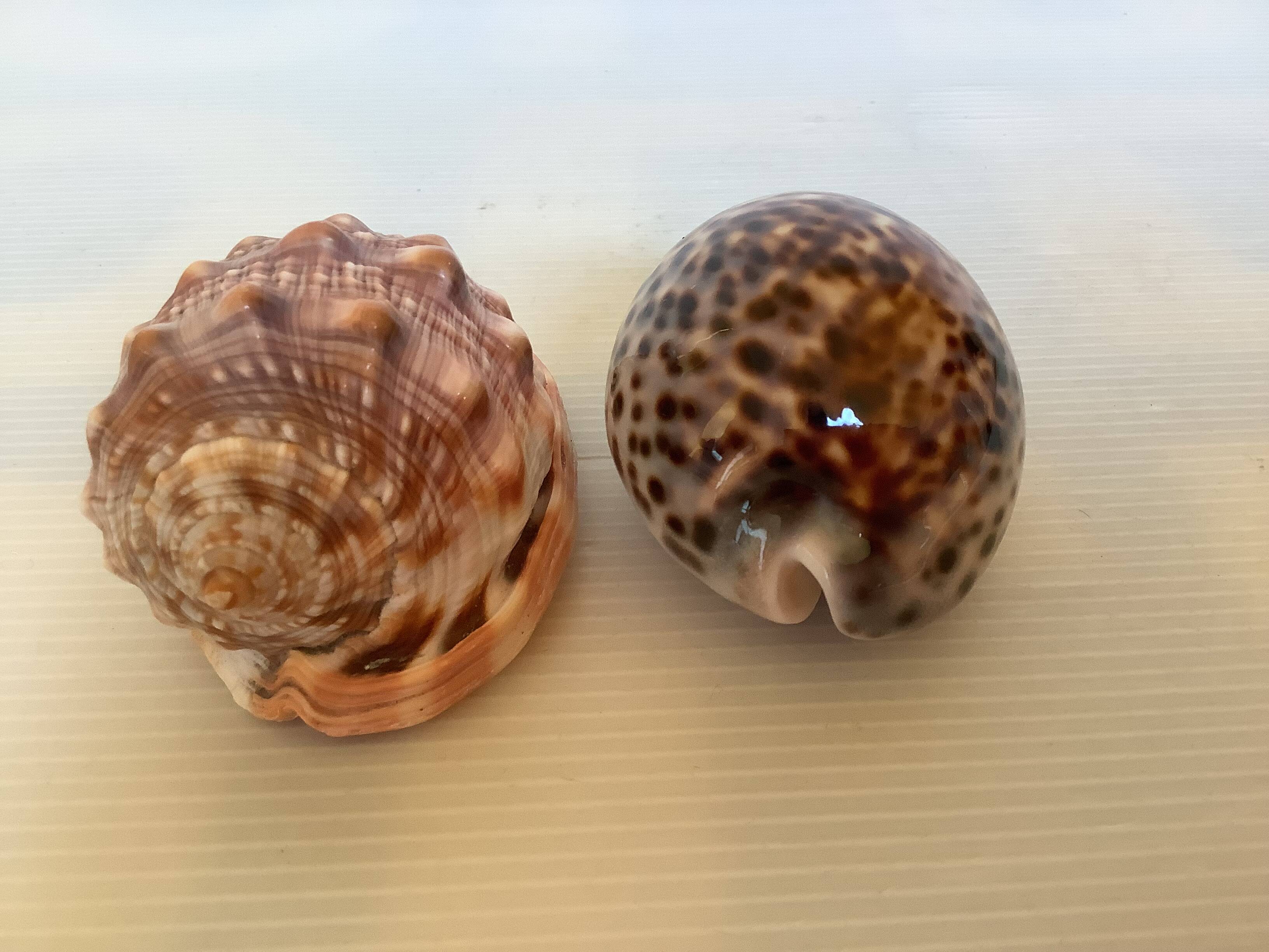 Duo de coquillages cypraea tigris