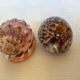 Duo of cypraea tigris shells