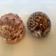 Duo de coquillages cypraea tigris