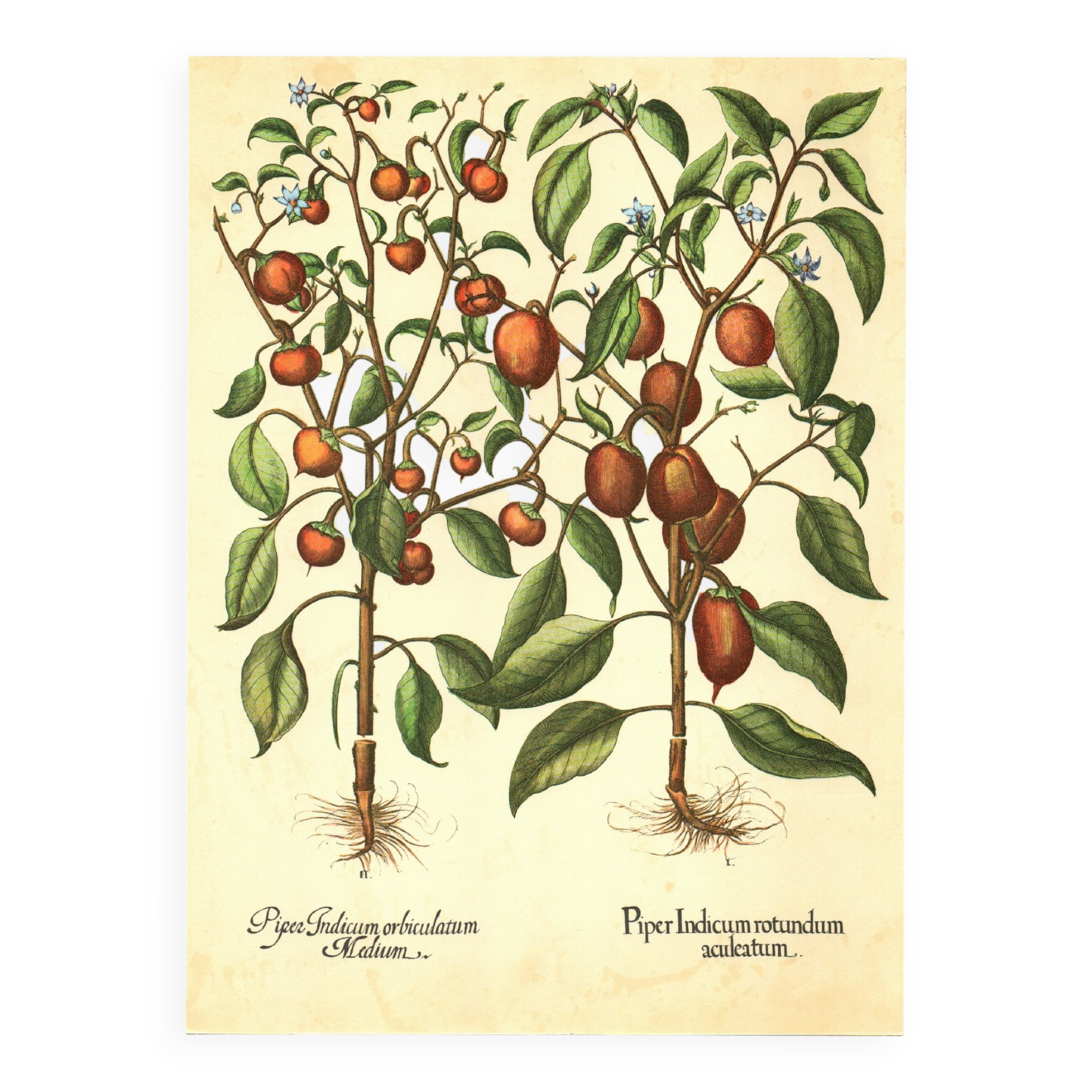 Illustration ancienne 1959 - Poivriers et fruits. planche Vintage botanique