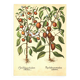 Illustration ancienne 1959 - Poivriers et fruits. planche Vintage botanique