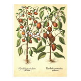 Illustration ancienne 1959 - Poivriers et fruits. planche Vintage botanique