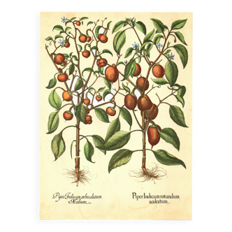 Old illustration 1959 - Pepper mills and fruits. Vintage botanical plate.