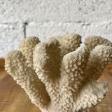 White coral