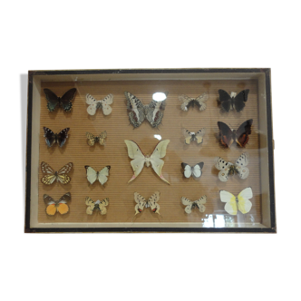 Box of butterflies