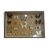 Box of butterflies