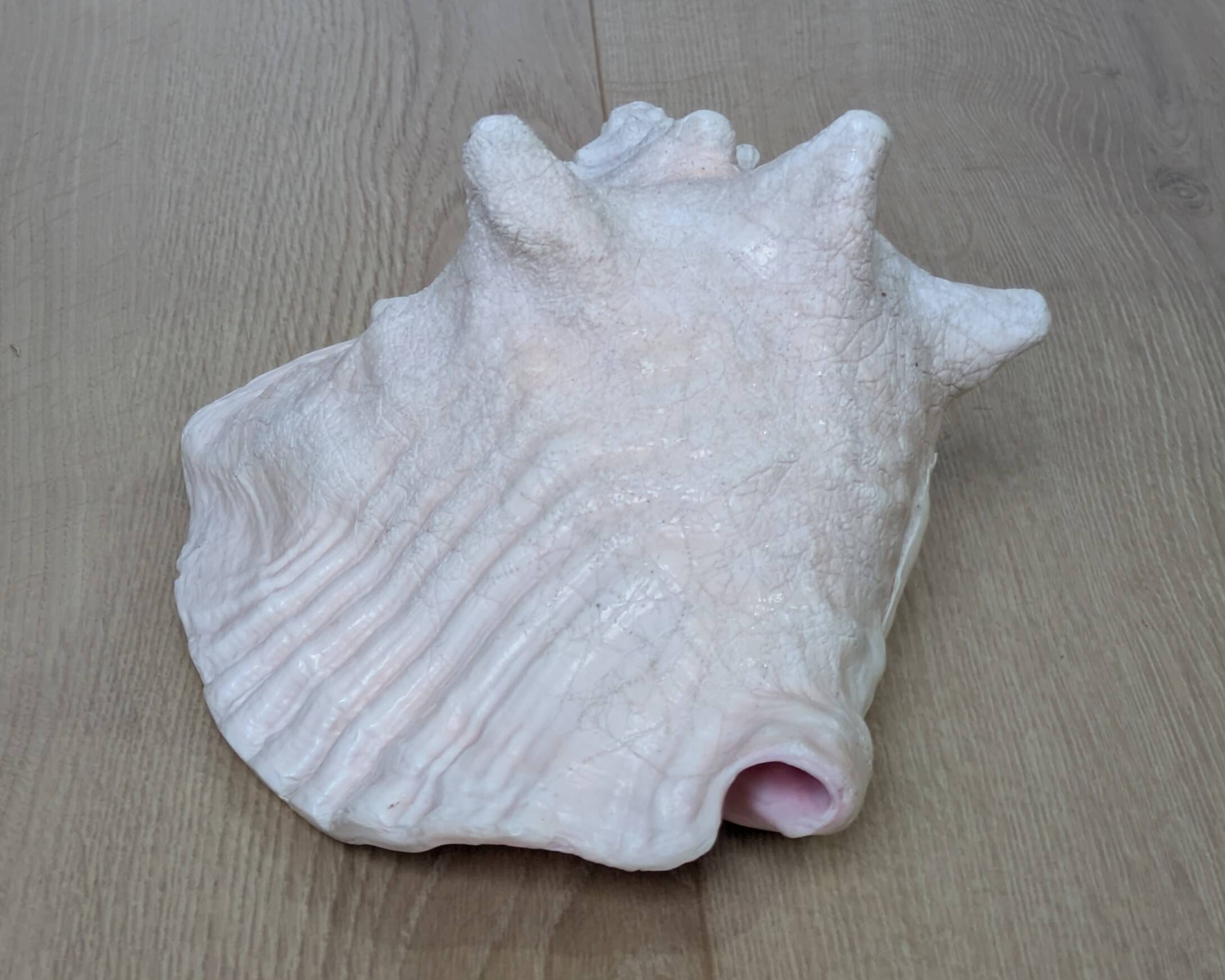 Heavy Marine Shell "Lambi" (Strombus Gigas) - Pink Interior - 1.37 kg