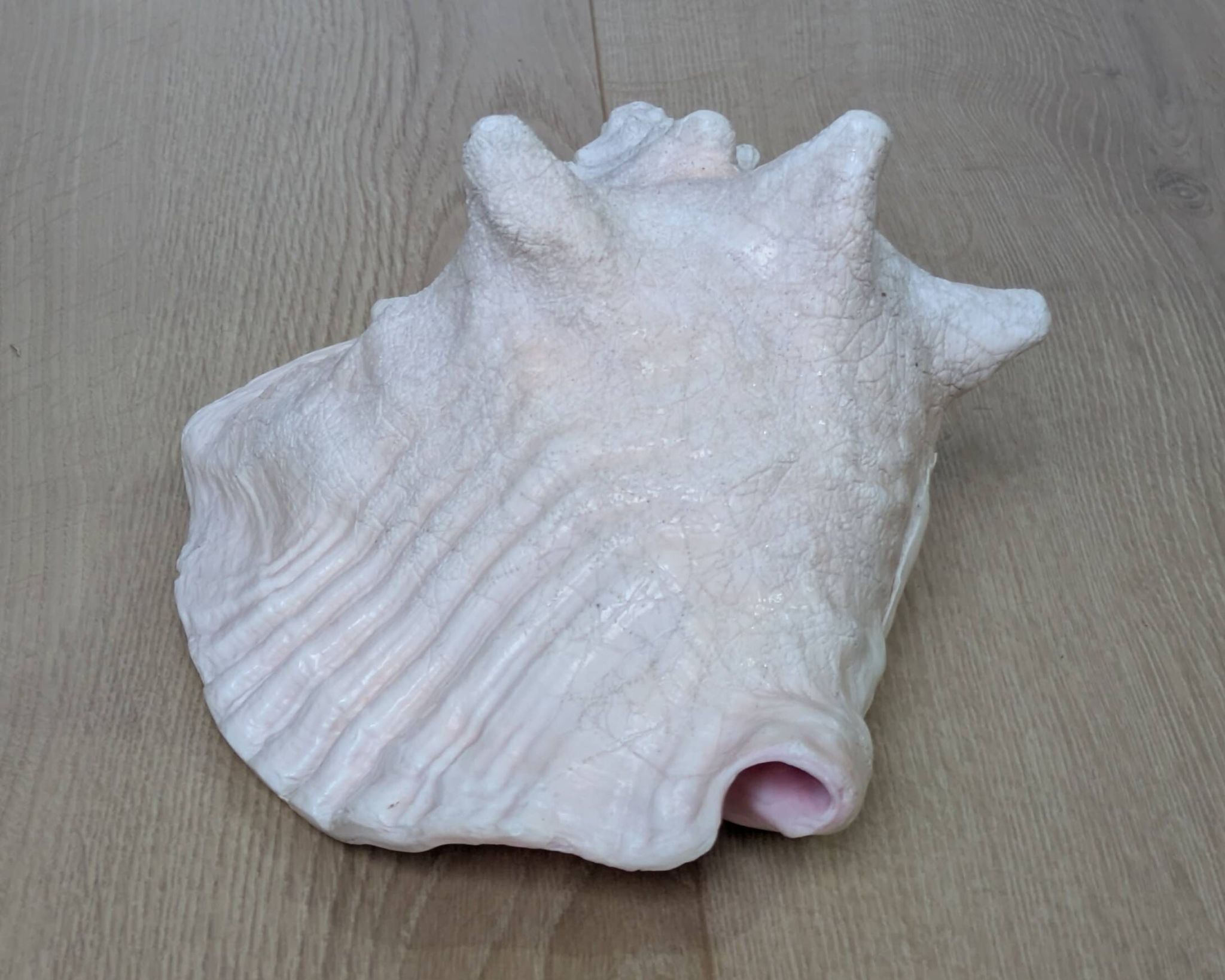 Heavy Marine Shell "Lambi" (Strombus Gigas) - Pink Interior - 1.37 kg